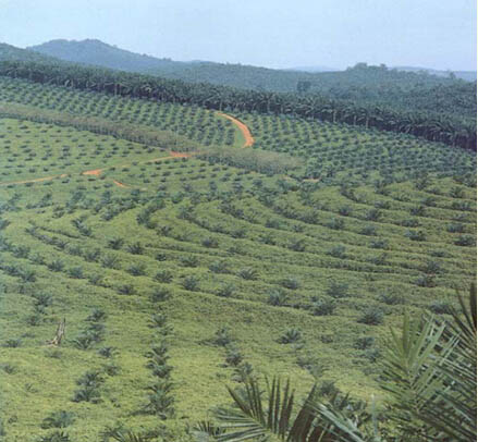 Palm Tree Production